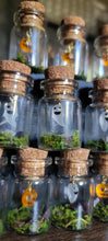 Load image into Gallery viewer, Ghost & Pumpkin Terrarium Homes