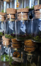 Load image into Gallery viewer, Ghost & Pumpkin Terrarium Homes