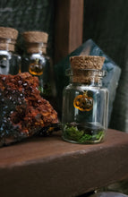 Load image into Gallery viewer, Ghost & Pumpkin Terrarium Homes