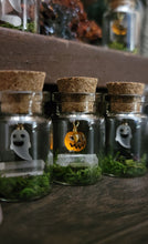 Load image into Gallery viewer, Ghost & Pumpkin Terrarium Homes