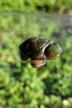 Load image into Gallery viewer, Mini Moss Agate Frogs &amp; Turtles
